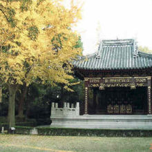 銀杏の樹が美しい。