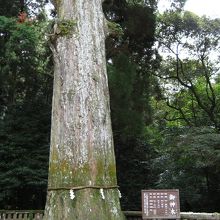 御神木