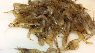 透明度の高い湖です。