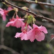 桜が咲きましたね