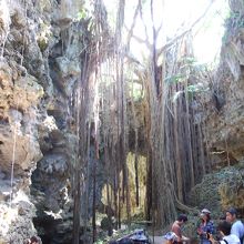 大主ガジュマル