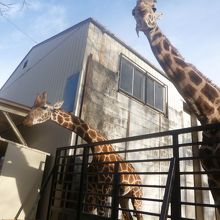 かわいいキリン！