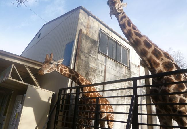 宇都宮動物園 クチコミ アクセス 営業時間 宇都宮 フォートラベル 宇都宮動物園 クチコミ アクセス 営業時間 宇都宮 フォートラベル