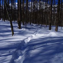 木々の隙間から見える雪山が綺麗です。