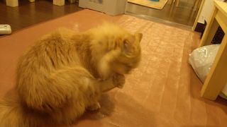 明洞で落ち着きたい猫好きは、ぜったい行きましょう！！