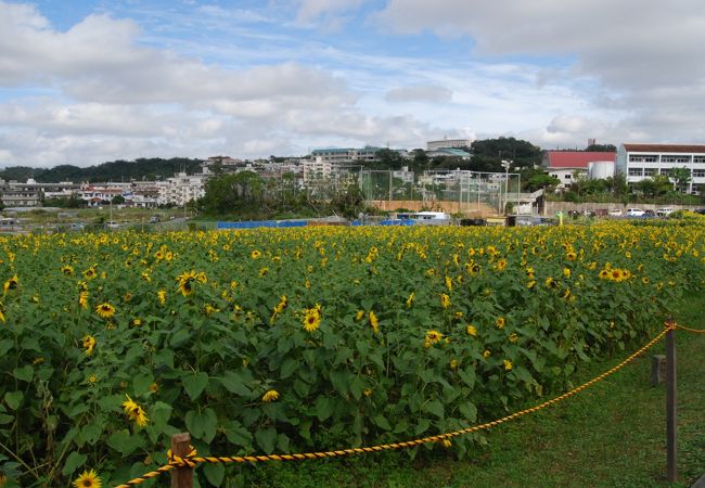 ひまわり In 北中城 クチコミ アクセス 営業時間 宜野湾 北谷 中城 フォートラベル