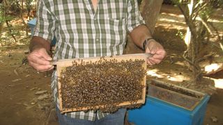 観光化されています