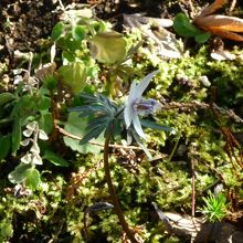 珍しい可憐なセツブンソウ