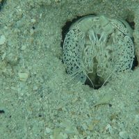 目の前の海にはこんなのがいます