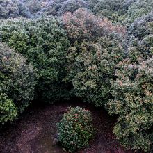 地上13ｍの展望台から群生林を見下ろす