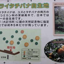 コウライタチバナ自生地
