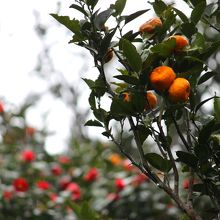 天然記念物コウライタチバナ