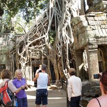 ツームレーダーの木