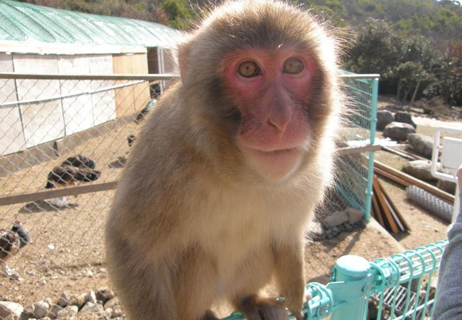 香川県の動物園 クチコミ人気ランキングtop5 フォートラベル