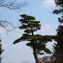 遠見の松です。