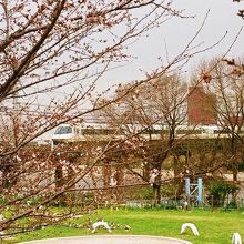 桜が咲き始める頃、大和川