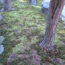 相当土を入れてますが関東は難しいんですよね