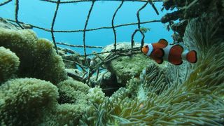 目の前に本物のニモが！！