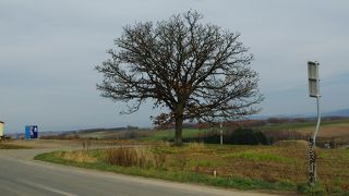 ただの木です。