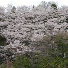 千田側の展望広場の下の桜