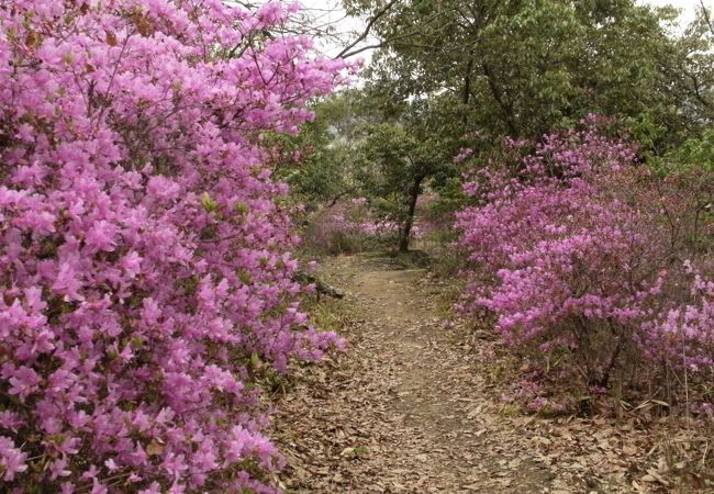 ツツジと桜が満開になる4月上旬がベストシーズン