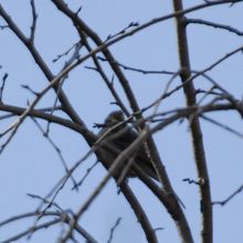 珍しい野鳥です