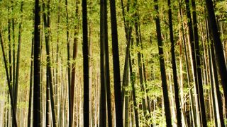 凛とした真っすぐ青緑の竹