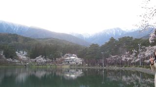 桜とアルプスの山が池に映ってきれい！