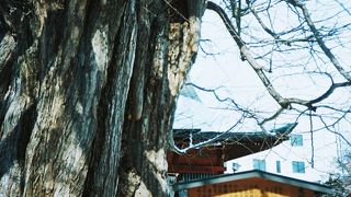 古来「乳イチョウ」と呼ばれる大イチョウ