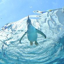 ペンギンが泳いでる姿を下からみれます。