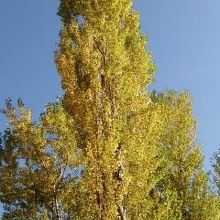 紅葉はこうよぅ♪