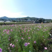 コスモスの穴場的スポットです