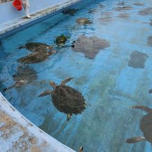 餌付けの最中です