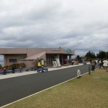 人魚伝説のマナティ