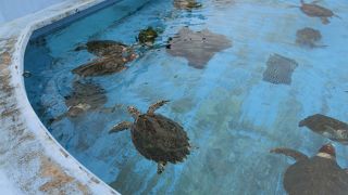 餌付けのタイミングで