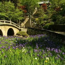 池のカキツバタと眼鏡橋