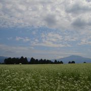 白くてかわいい蕎麦の花が一面に！