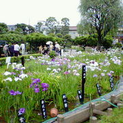 意外と見ごたえがある菖蒲の花園