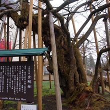 ４月後半でしたが桜は咲いていませんでした