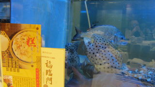 香港でグルメ(広東料理）を満喫するならここ
