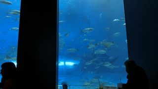 ジンベイザメを見ながら軽食を