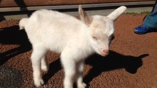 昨日生まれた子ヤギが～