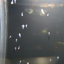 浮遊するクリオネ・リマキナ