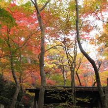 瑞宝寺公園の秀吉が好んだ紅葉