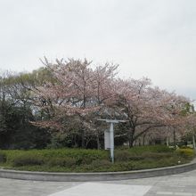 サクラが咲いていたよ♪