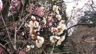 小石川後楽園　梅まつり　2月中旬　白梅紅梅咲いてます