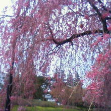 しだれ桜が美しい公園です。