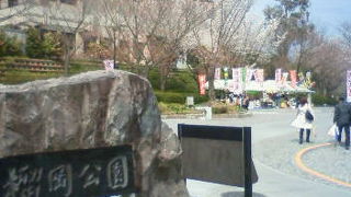 しだれ桜が美しい仙台の桜の名所