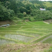 石畑の棚田