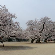 校庭の真ん中に桜があります。